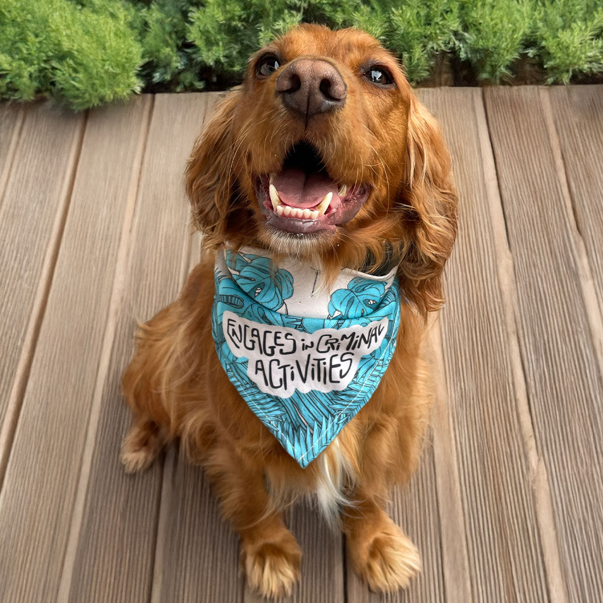 Teal Foliage Pet Bandana