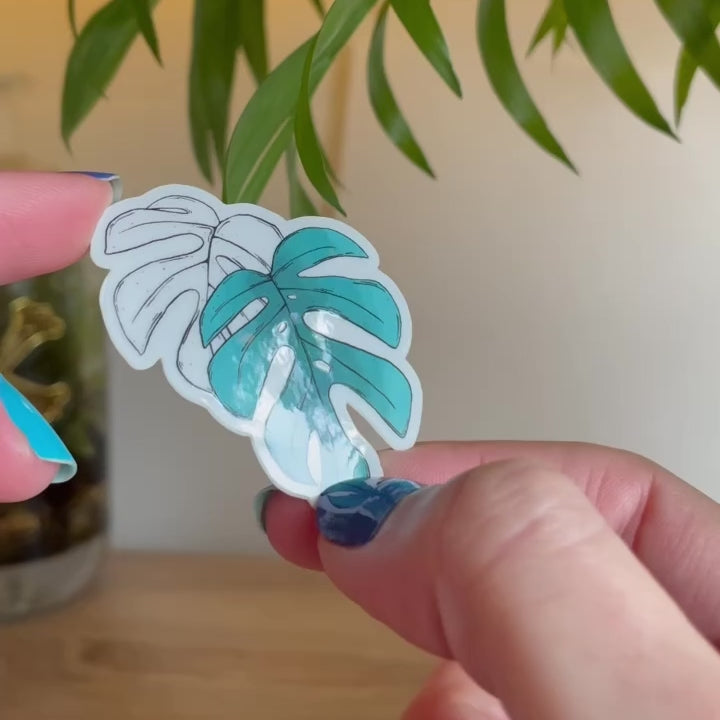 Video of hand showing clear sticker of two monstera leaves, one is outlined in black, the other teal coloured